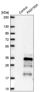 Western blot analysis in control (vector only transfected HEK293T lysate) and FAM192A over-expression lysate (Co-expressed with a C-terminal myc-DDK tag (~3.1 kDa) in mammalian HEK293T cells, LY403039).