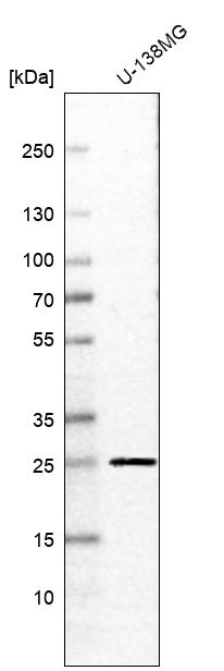 Anti-RAB11B Antibody