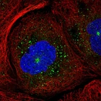 Immunofluorescent staining of human cell line A-431 shows localization to microtubule organizing center & vesicles.