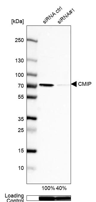Anti-CMIP Antibody