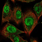 Immunofluorescent staining of human cell line A549 shows localization to nucleoplasm & cytosol.