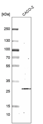 Western blot analysis in human cell line CACO-2.