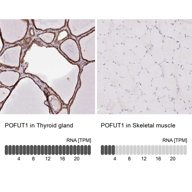 Anti-POFUT1 Antibody