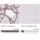 Anti-POFUT1 Antibody