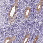 Immunohistochemical staining of human endometrium shows moderate granular cytoplasmic positivity in glandular cells.