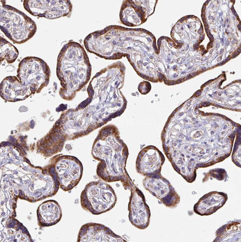 Anti-SKP2 Antibody
