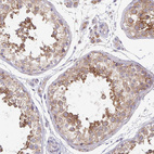 Immunohistochemical staining of human testis shows moderate to strong cytoplasmic positivity in cells in seminiferous ducts.