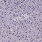Immunohistochemical staining of human pancreas shows low expression as expected.