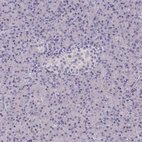 Immunohistochemical staining of human pancreas shows low expression as expected.