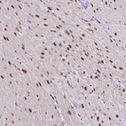 Anti-ABCA9 Antibody