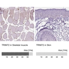 Anti-TRIM72 Antibody