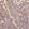 Anti-RPS17 Antibody