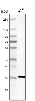 Western blot analysis in human cell line RT-4.