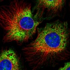 Immunofluorescent staining of human cell line HeLa shows localization to nucleoli, cytosol & endoplasmic reticulum.