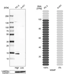 Western blot analysis in human cell line PC-3 and human cell line A-431.