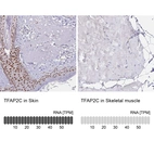 Anti-TFAP2C Antibody