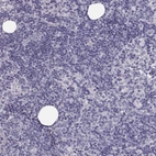 Immunohistochemical staining of human Lymph node shows no cytoplasmic positivity in non-germinal center cells as expected.