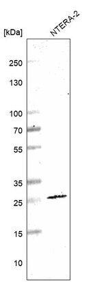Western blot analysis in human cell line NTERA-2.