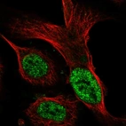 Immunofluorescent staining of human cell line U-2 OS shows localization to nucleoplasm.