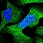 Immunofluorescent staining of human cell line U-2 OS shows localization to nucleus & cytosol.