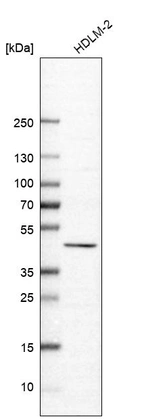 Western blot analysis in human cell line HDLM-2.
