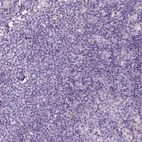 Immunohistochemical staining of human lymph node shows no positivity in non-germinal center cells as expected.