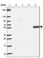 Anti-NOS1AP Antibody