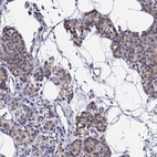 Anti-ERMP1 Antibody