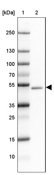 Anti-GABRA1 Antibody