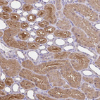 Immunohistochemical staining of human kidney shows strong cytoplasmic positivity in cells in tubules.