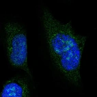 Immunofluorescent staining of human cell line U-2 OS shows localization to nucleus & nucleoli.