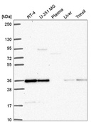 Anti-DERA Antibody