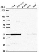 Anti-DERA Antibody