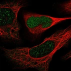 Immunofluorescent staining of human cell line U-2 OS shows localization to nucleoplasm.