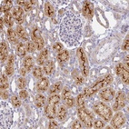 Anti-FLRT3 Antibody