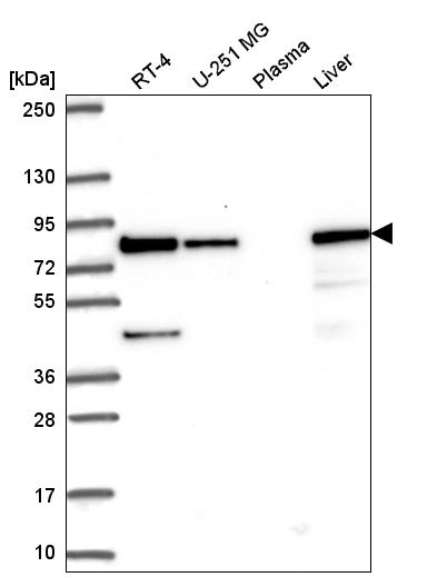 Anti-HADHA Antibody