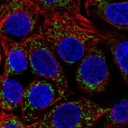 Immunofluorescent staining of human cell line MCF7 shows localization to mitochondria.