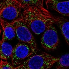 Immunofluorescent staining of human cell line MCF7 shows localization to mitochondria.