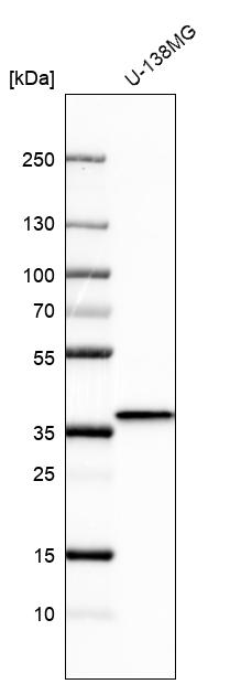 Anti-BDNF Antibody