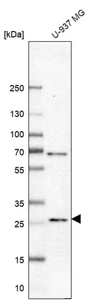 Western blot analysis in human cell line U-937 MG.