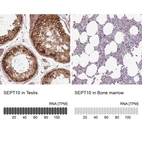 Anti-SEPT10 Antibody