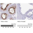 Anti-YBX2 Antibody