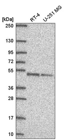 Anti-DPF2 Antibody