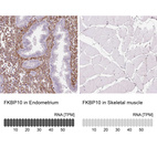 Anti-FKBP10 Antibody