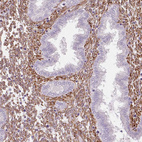 Anti-FKBP10 Antibody