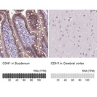 Anti-CDH1 Antibody