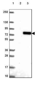 Lane 1: Marker [kDa] 250, 130, 95, 72, 55, 36, 28, 17, 10_br/_Lane 2: Human cell line RT-4_br/_Lane 3: Human cell line U-251 MG