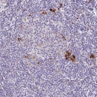 Immunohistochemical staining of human lymphoid tissues shows strong cytoplasmic positivity in a subset of non-germinal center cells.