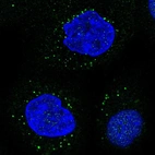 Immunofluorescent staining of human cell line A-431 shows localization to vesicles.