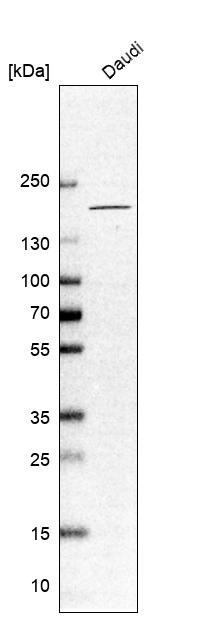 Anti-CNTNAP4 Antibody